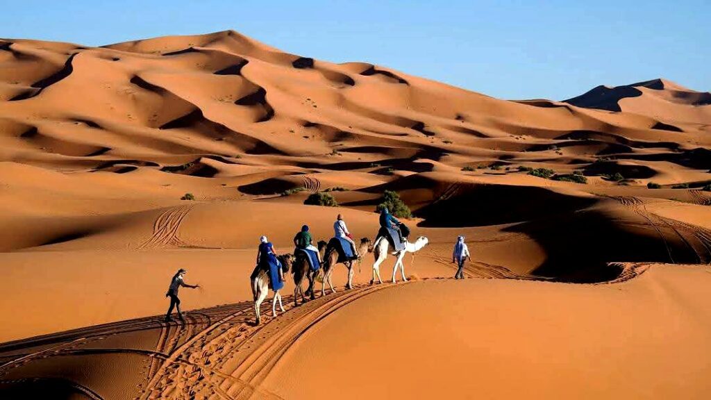 Camel trekking crossing the golden sand dunes in Merzouga desert Morocco