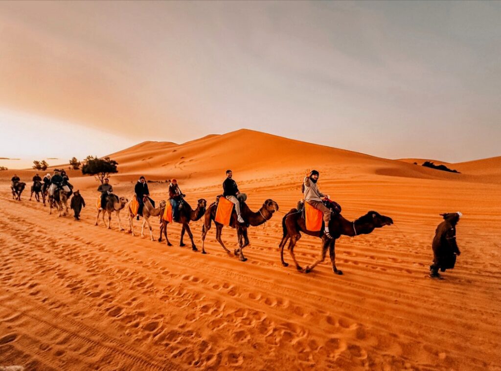 camel rides and horse rides