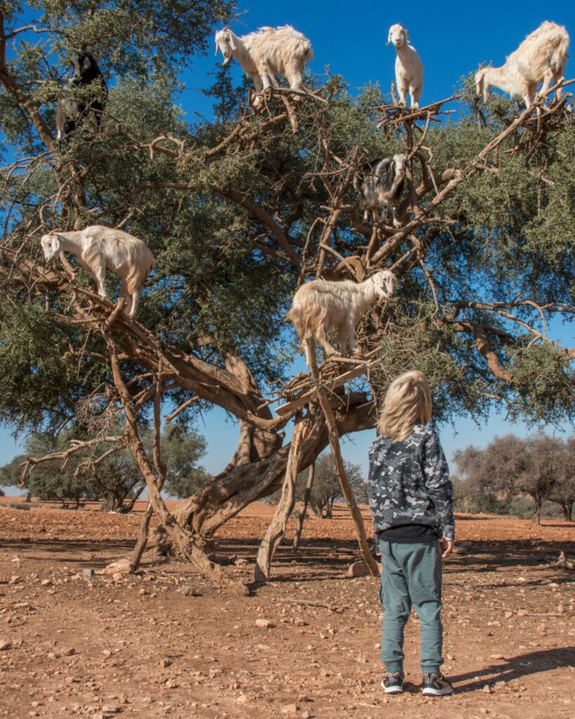 Argan tree