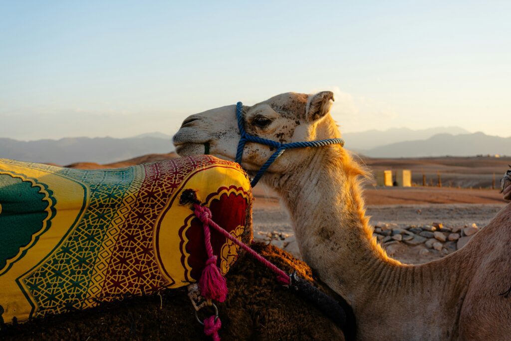 Day trip from Marrakech to Imlil Valley and Agafay desert
