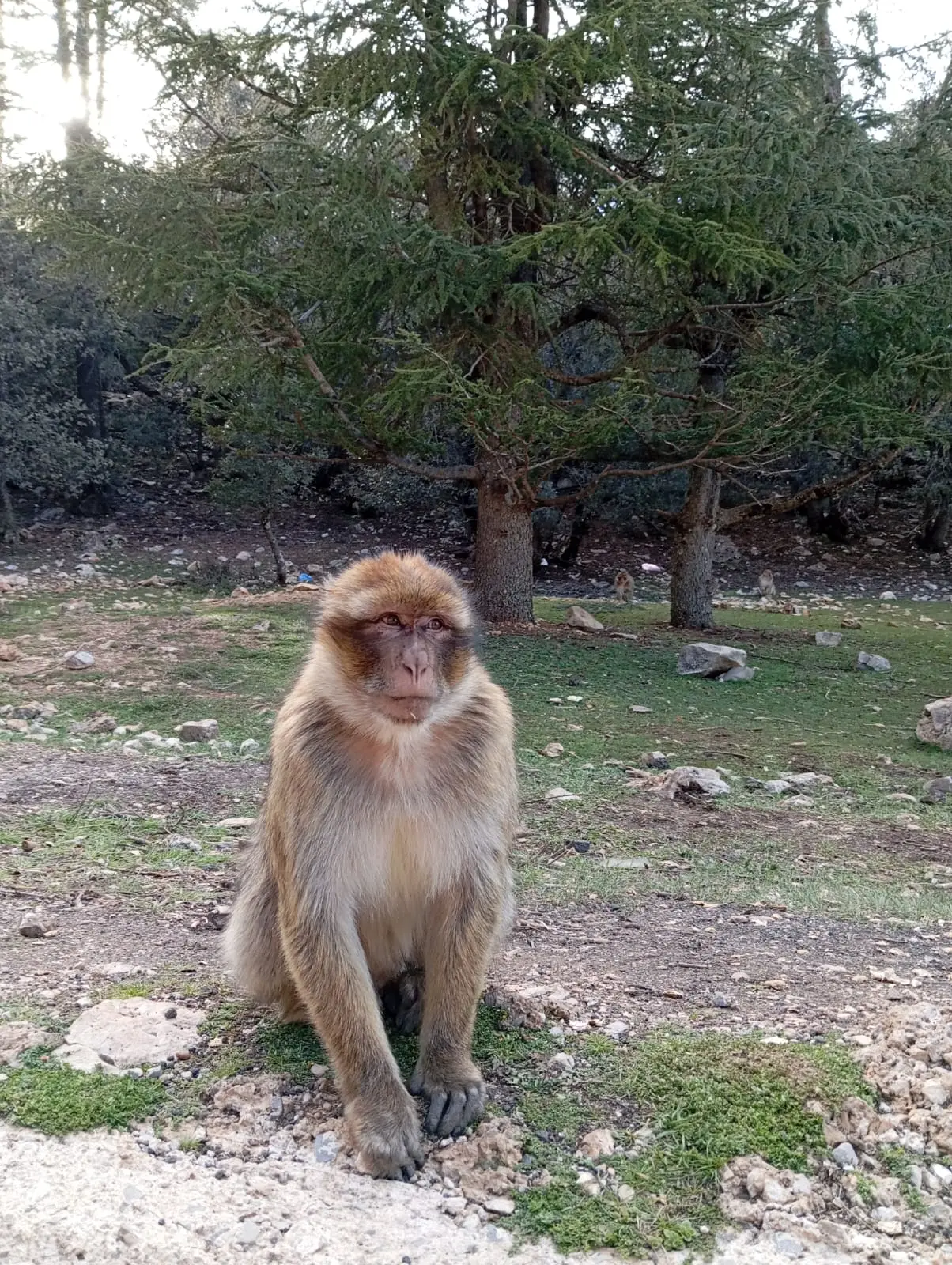 monkey atlas mountains