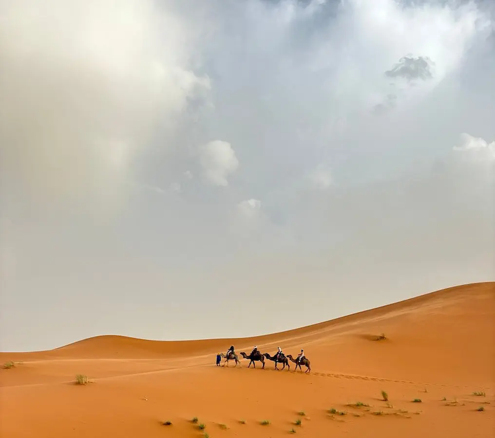 camel caravan crossing the golden dunes of the Sahara Desert during a 3 days desert tour from Marrakech to Merzouga.
