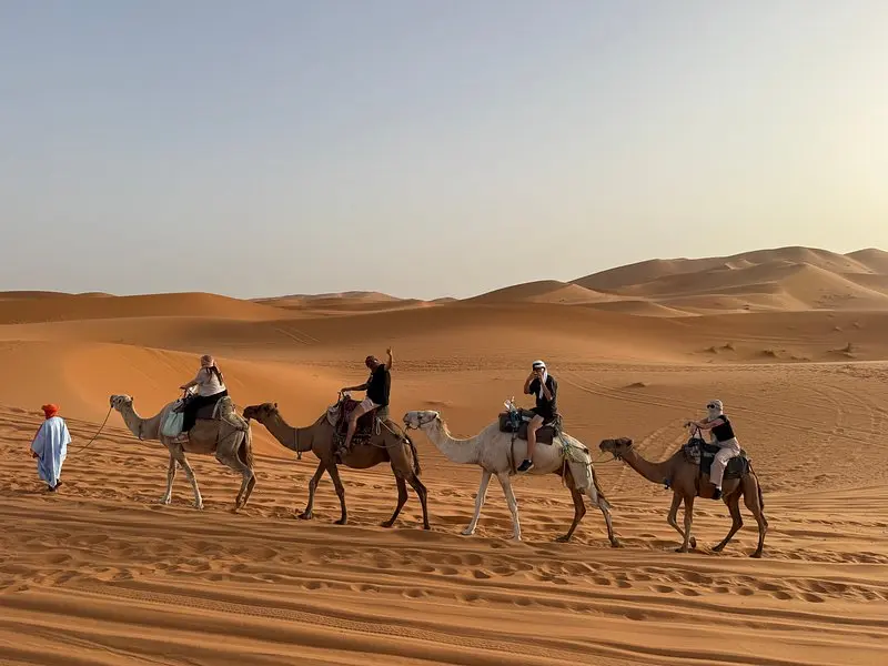 Travelers riding camels across the golden sand dunes of the Sahara Desert during a 6 days tour from Marrakech, Morocco.