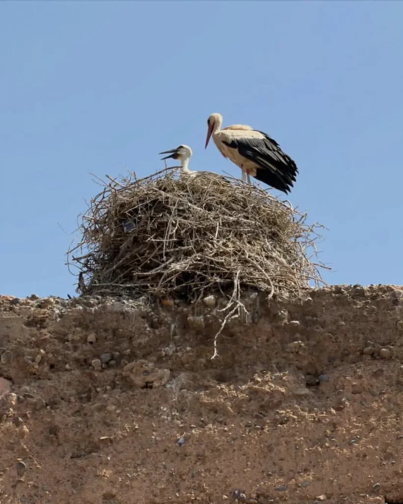 wildlife Morocco